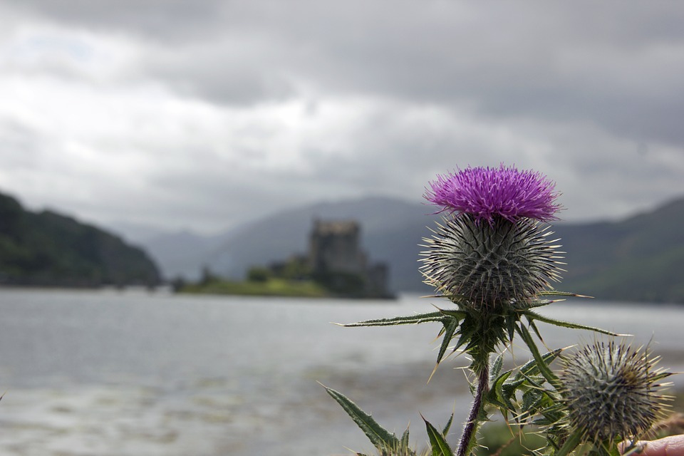 thistle-875048_960_720